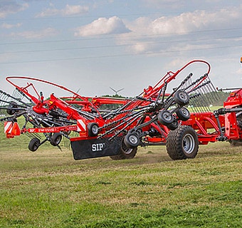 Großer roter SIP Schwader auf einer Wiese