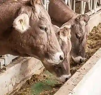Bild von Kühen die von einem Feedstar Fütterungsystem fressen
